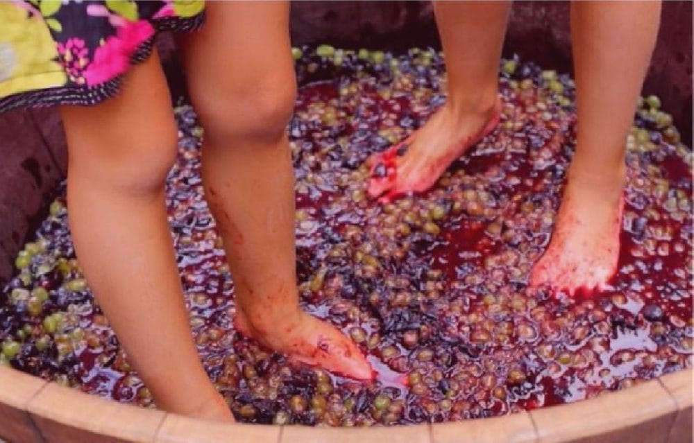 Pigiatura dell'uva e pressatura: differenze