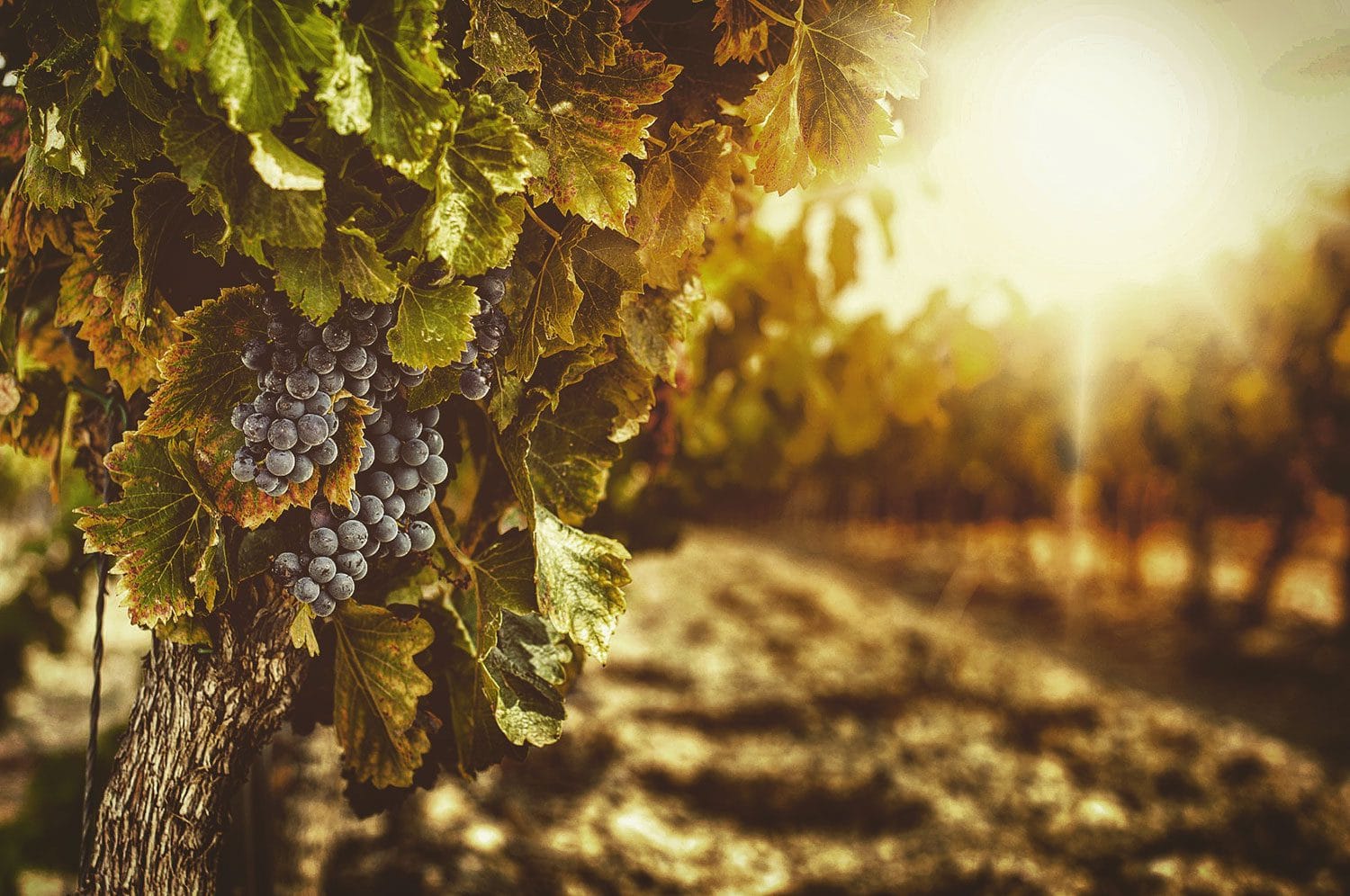 il magnifico rito della vendemmia