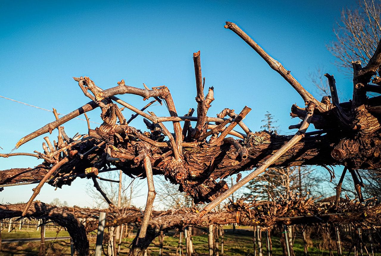 Potare la vite, metodo a guyot e cordone speronato