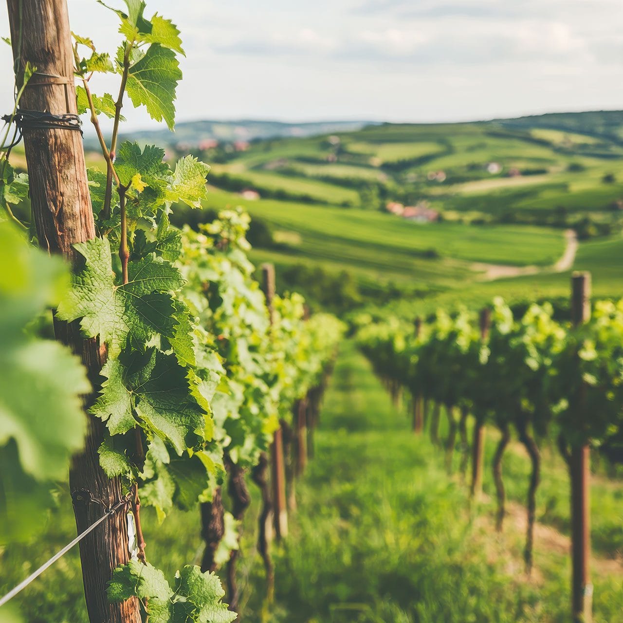 I sistemi di allevamento della vite