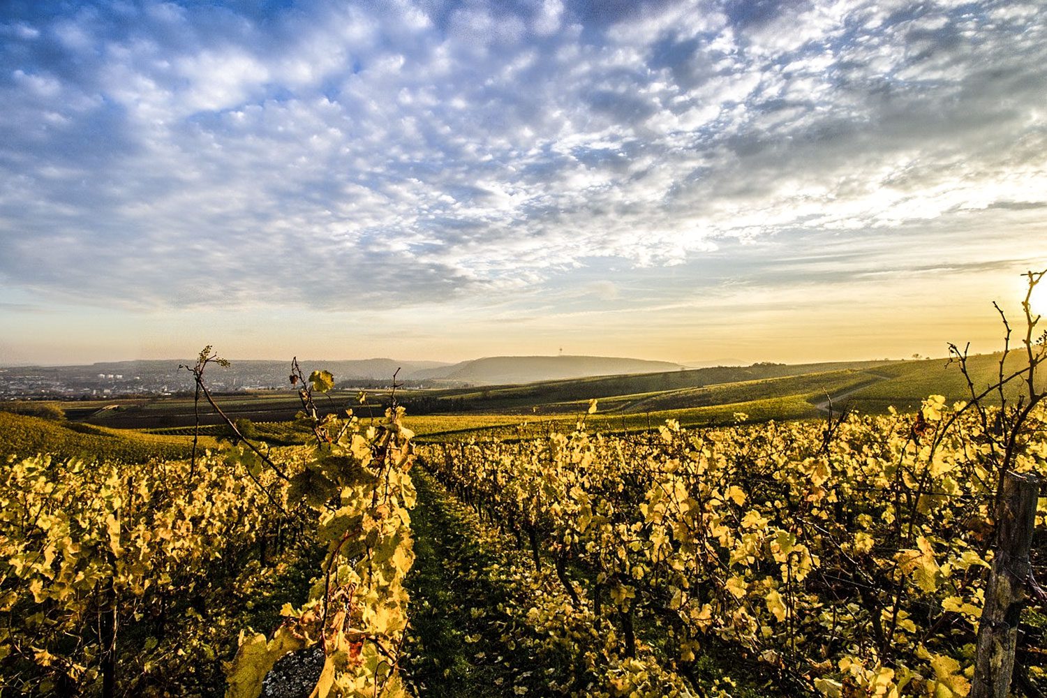 Delta del Vino spiega i sistemi di allevamento della vite
