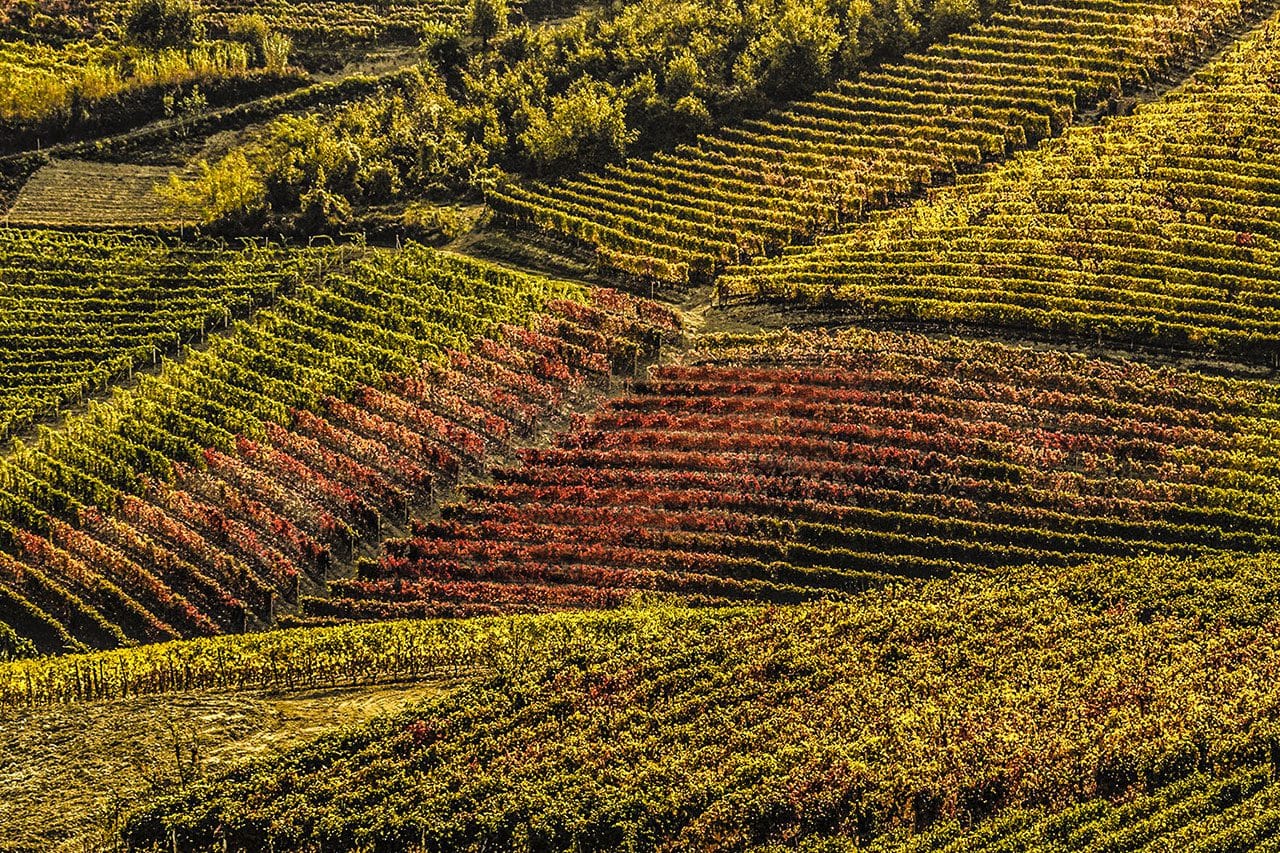 vigneto nel Monferrato, in Piemonte