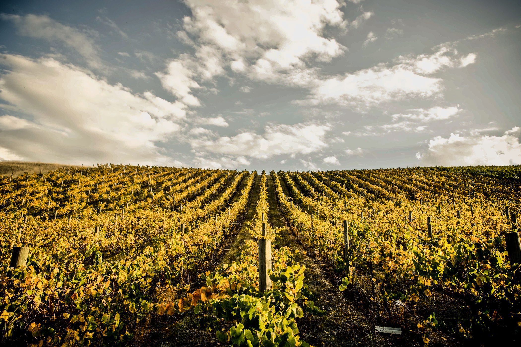 Le Regioni del vino: Marche