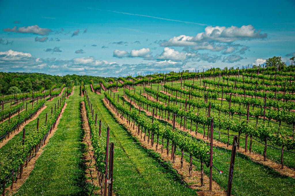 Un vigneto nella zona di Bordeaux