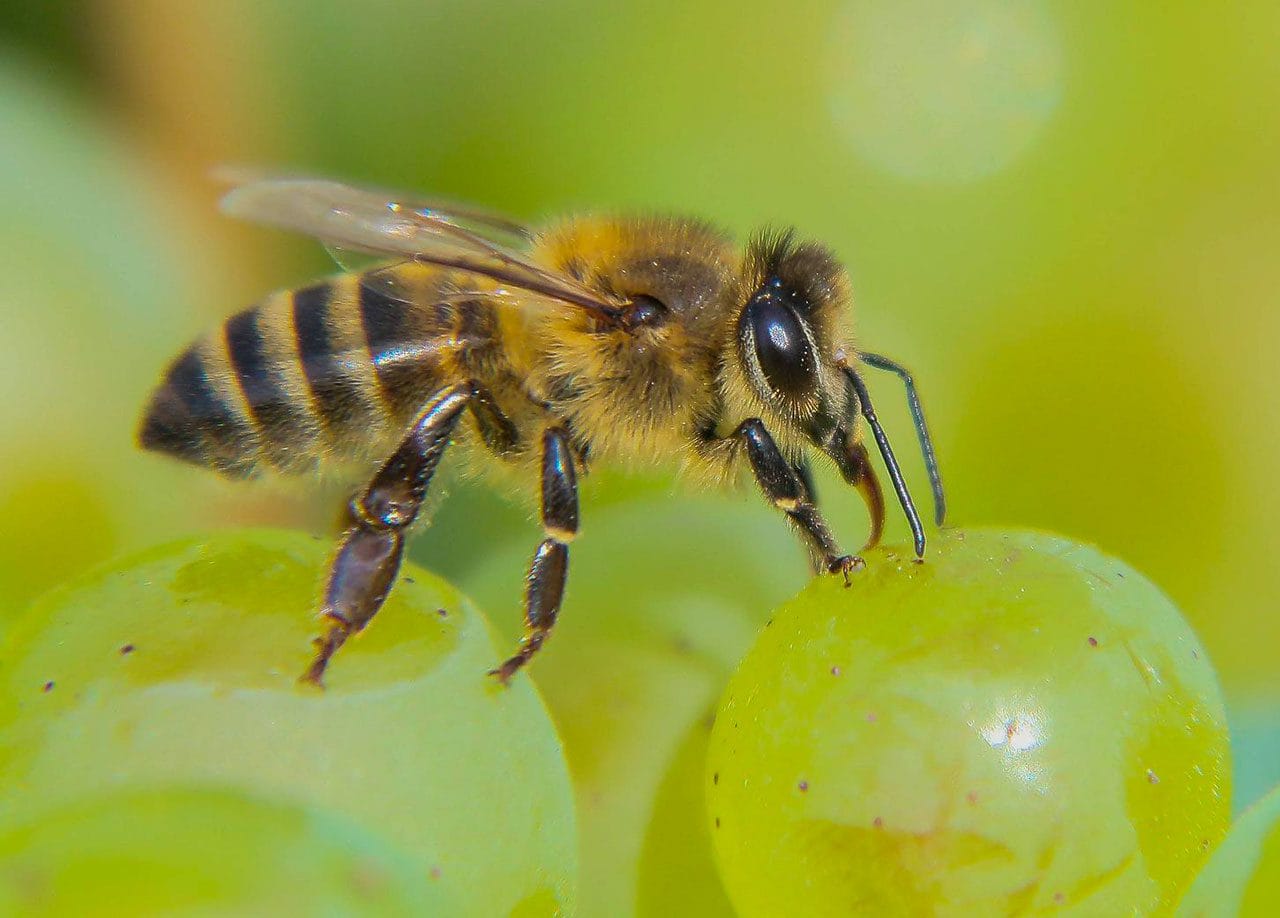 Delta del Vino da sempre propone vini biologici e biodinamici