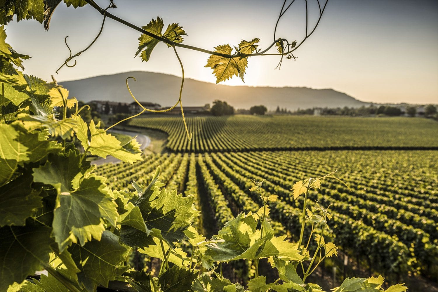 Le regioni del vino: lombardia