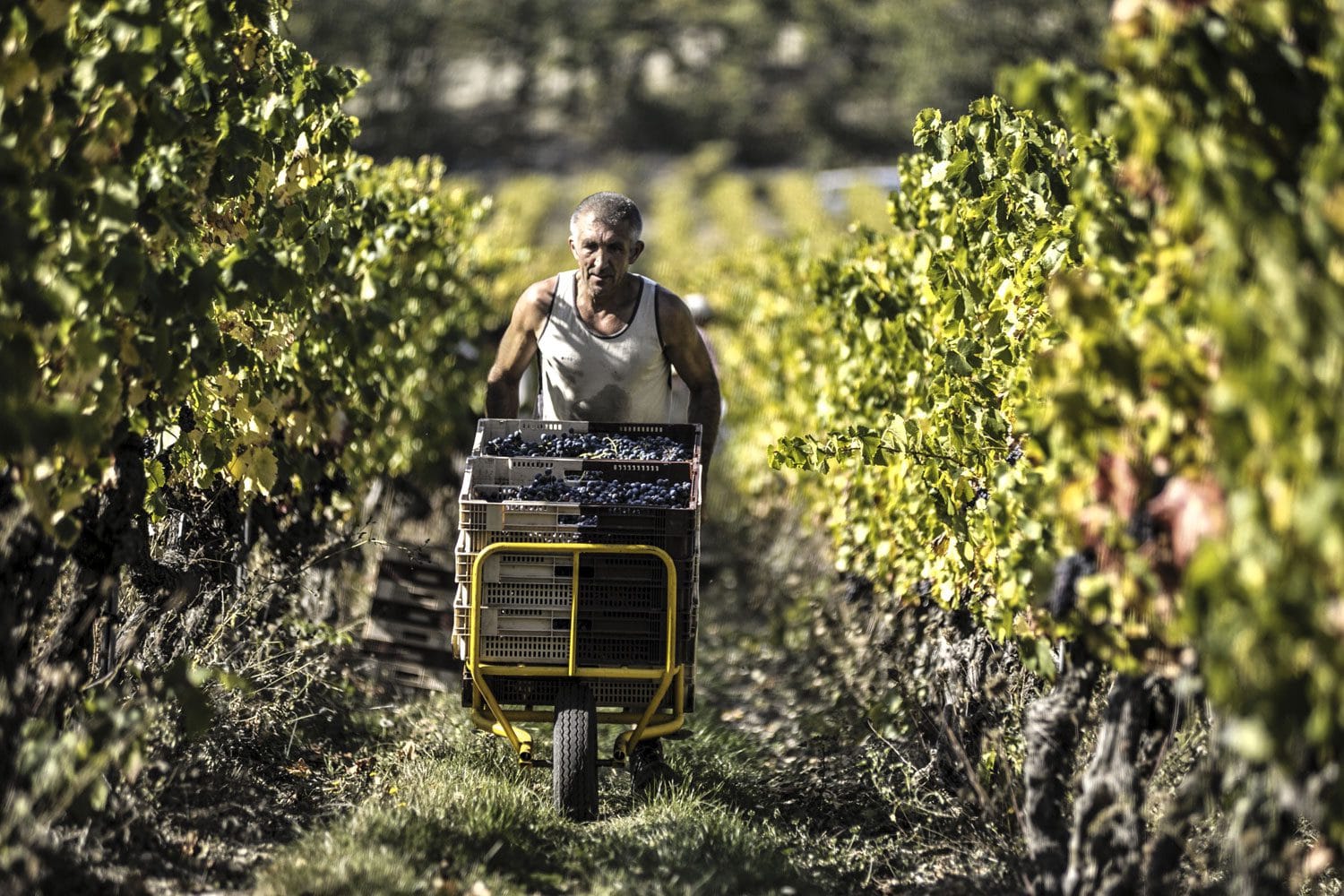 Vendemmia in Valpolicella c'è il problema della manodopera