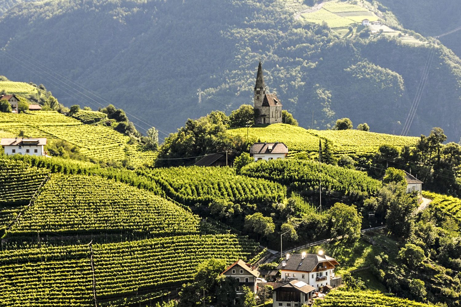 Le Regioni del vino: Trentino Alto Adige