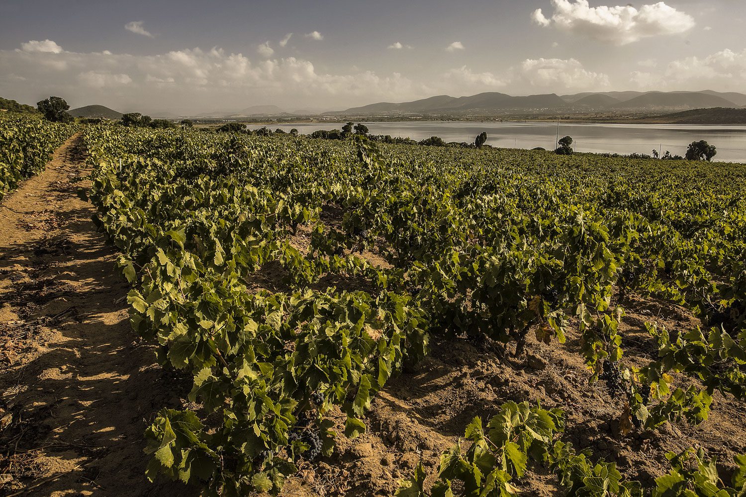 Le regioni italiane del vino: Sardegna