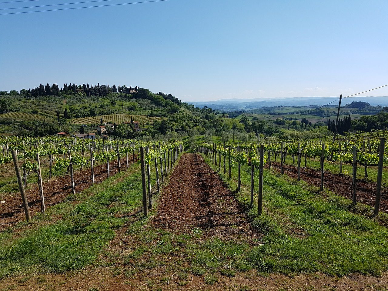 Le Regioni del vino: Abruzzo e Molise