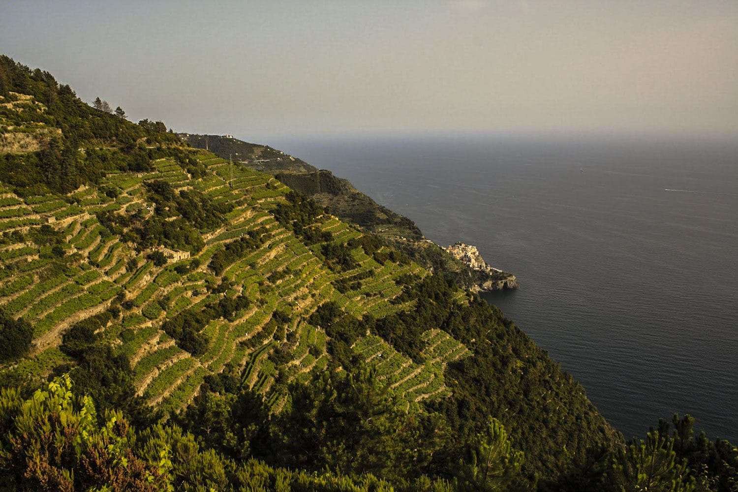 La Liguria è una terra dove si produce ottimo vino