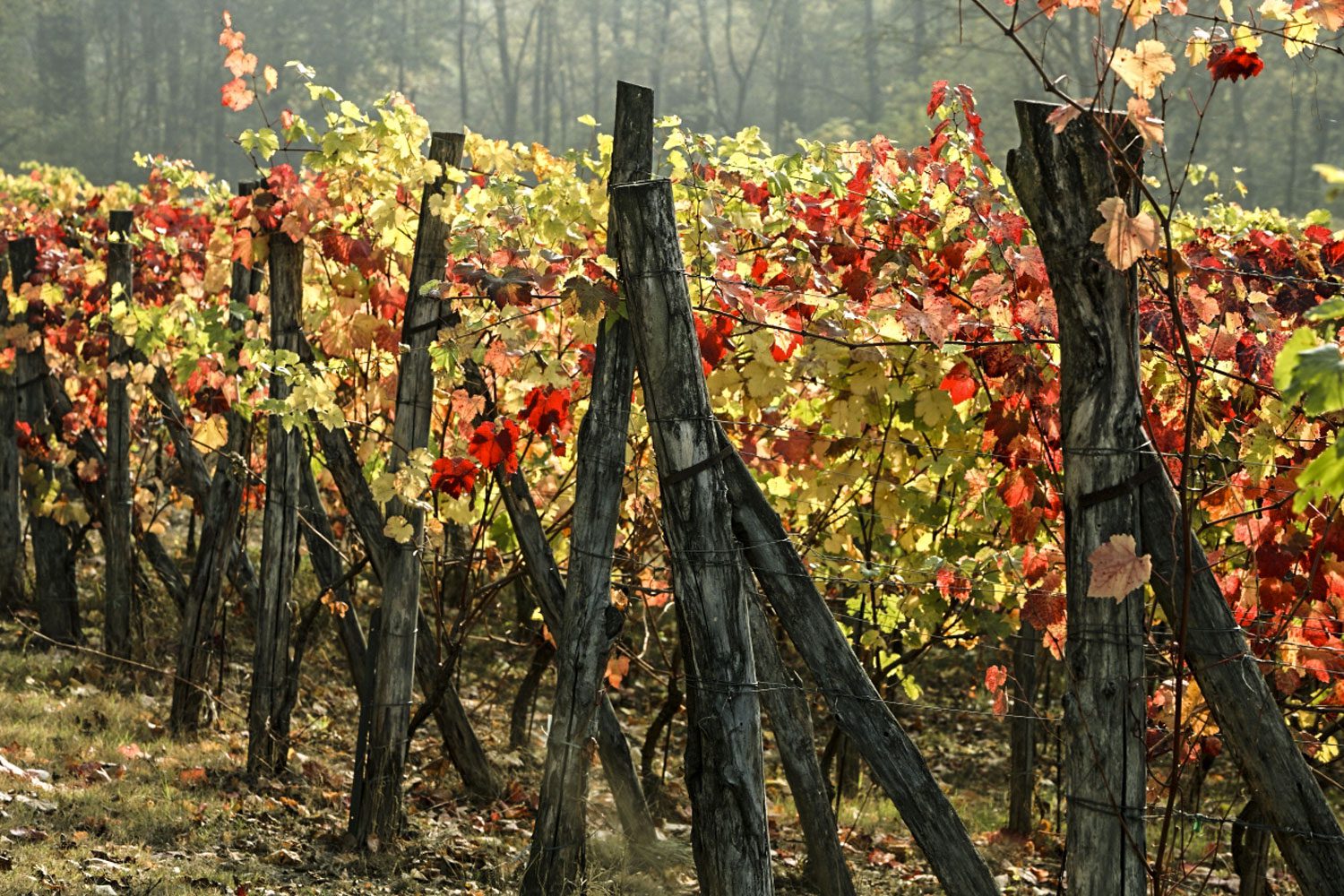 Le Regioni del vino: Emilia-Romagna