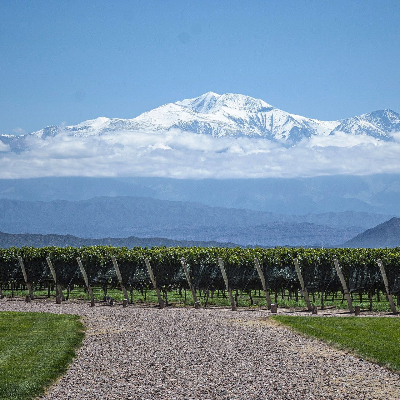 Nel Lazio si produce ottimo vino