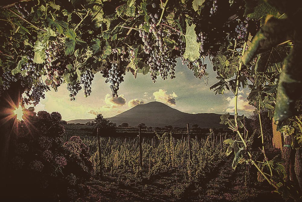 Campania, il vino ai piedi del Vesuvio
