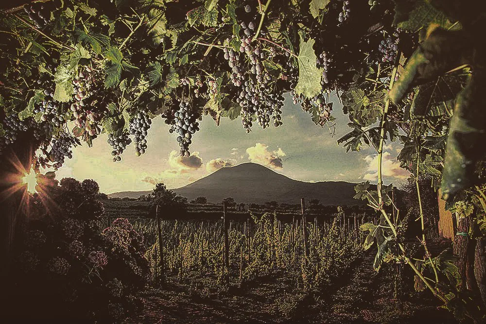 Campania, il vino ai piedi del Vesuvio