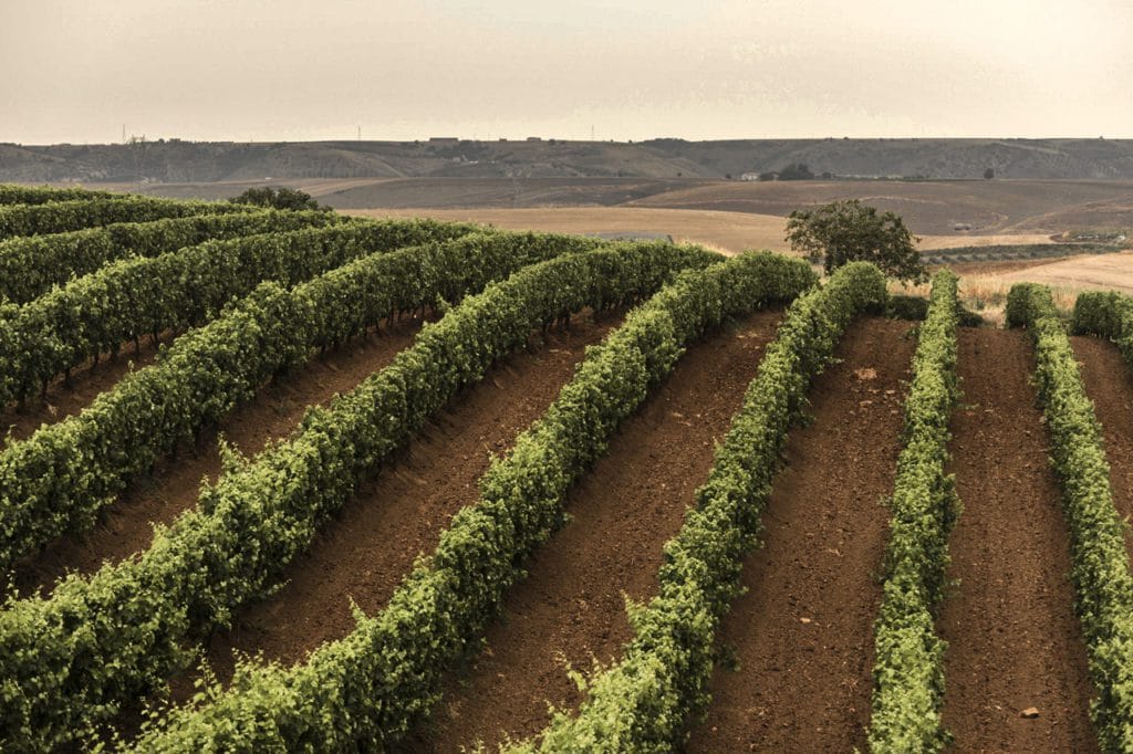 Le regioni del vino: Basilicata