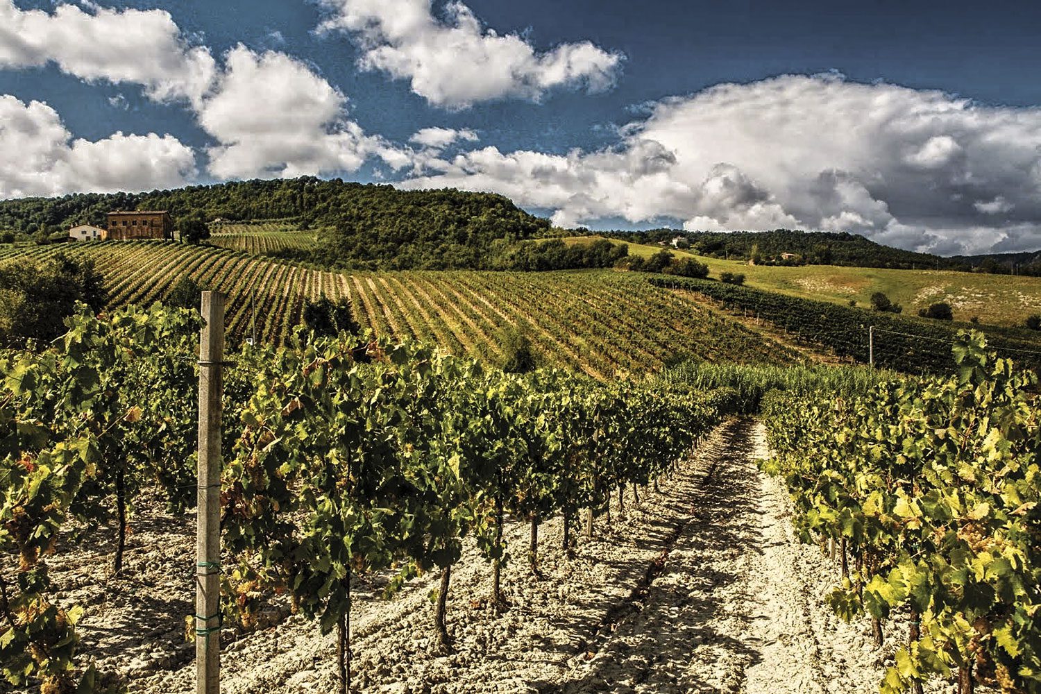 Le regioni del vino: Friuli Venezia Giulia