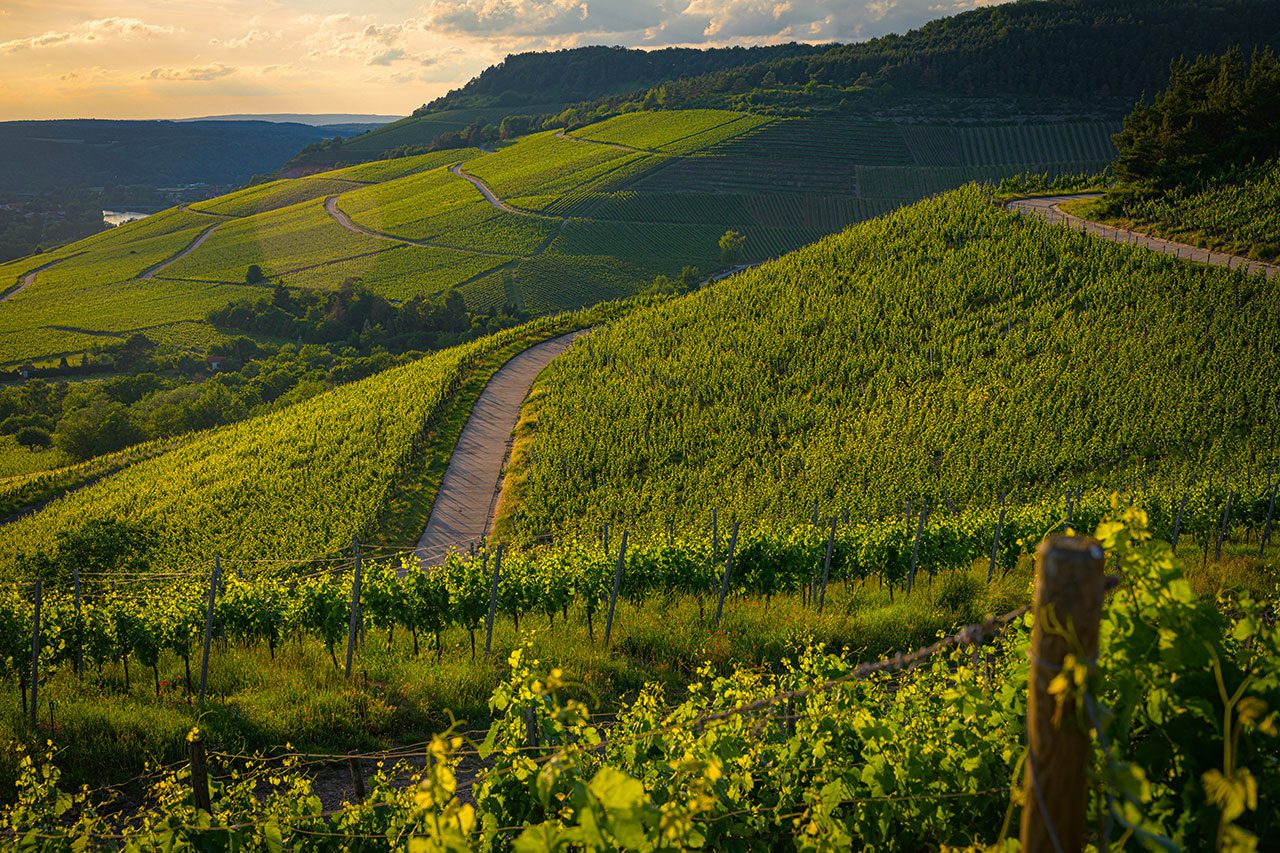 Le Regioni del vino: Umbria