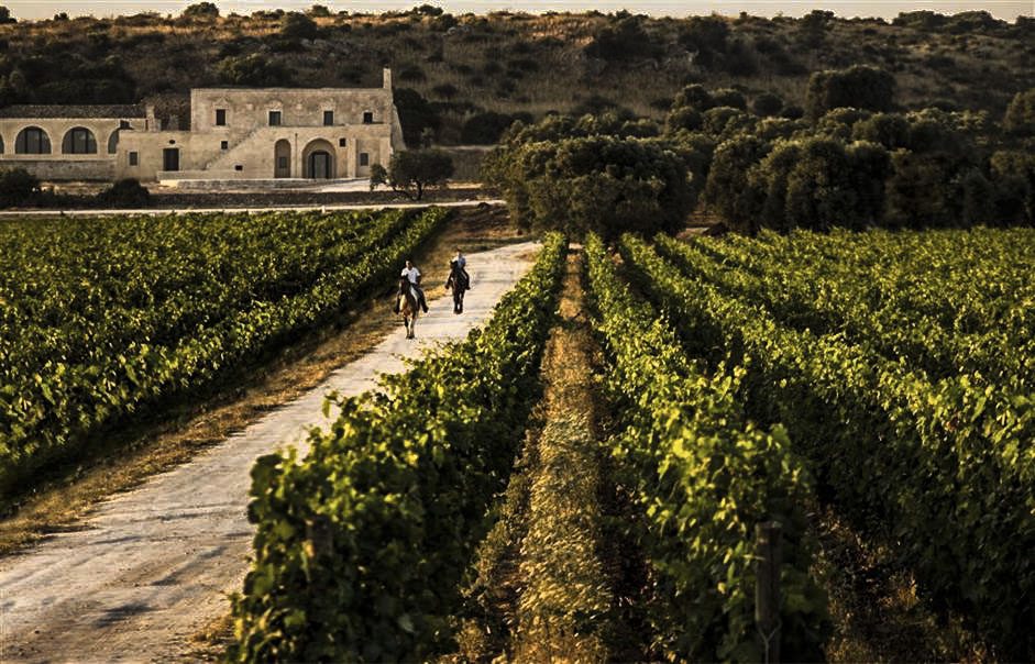 Le regioni del vino: Puglia