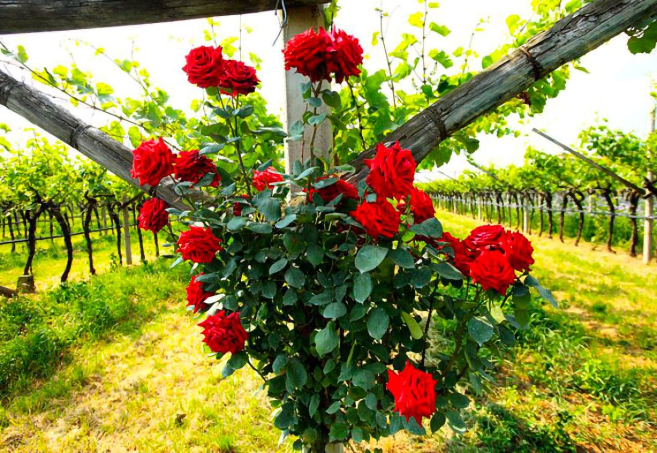 Roseti all’ingresso dei vigneti: è un fattore di estetica o praticità?